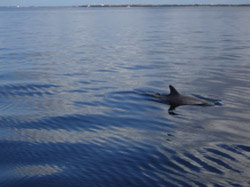A dolphin swims in the waters of Charlotte Harbor