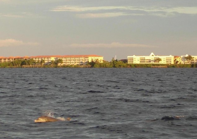 Bottlenose Dolphin in front of Punta Gorda Condos