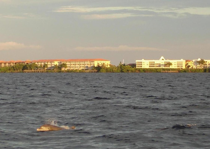 bottlenosedolphin