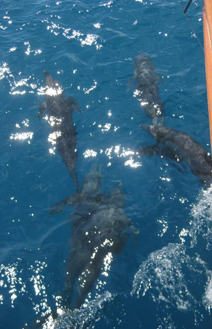 bowdolphins
