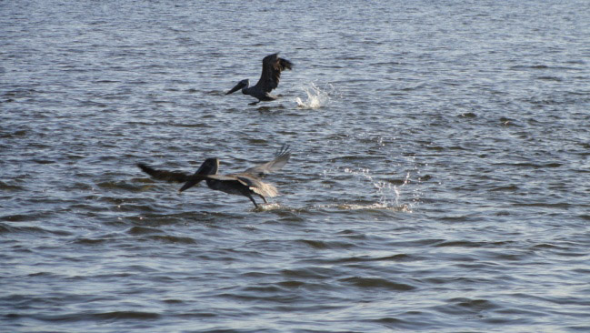 chBnPelican