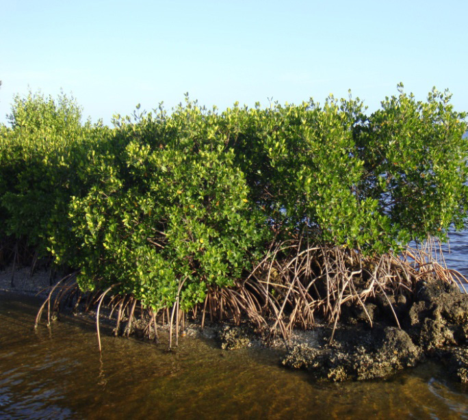 redmangroves
