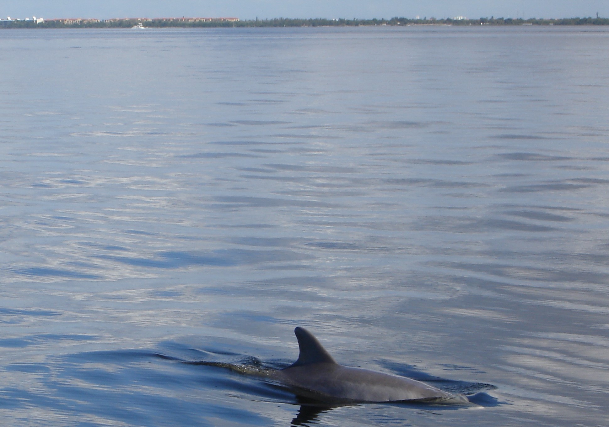 Bottle-Nosed Dolphin in Charlotte Harbor
