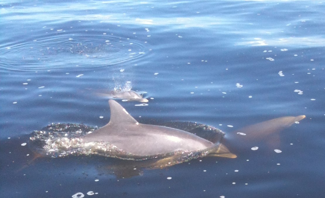 Bottle-Nosed Dolphin in Charlotte Harbor
